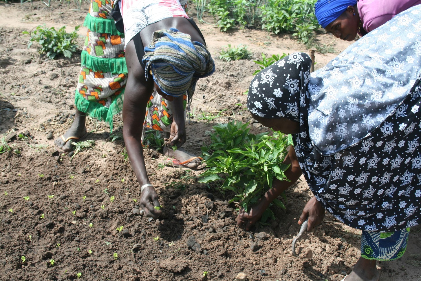 Dones treballant la terra